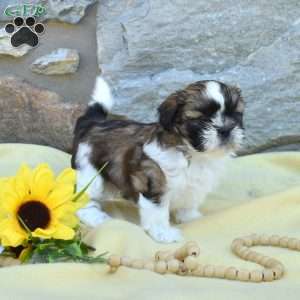 Corduroy, Shih Tzu Puppy